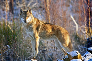 Wolf in Pose_by_paukereks_pixelio.de