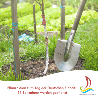 Pflanzaktion zum Tag der Deutschen Einheit: 33 Spitzahorn werden gepflanzt
