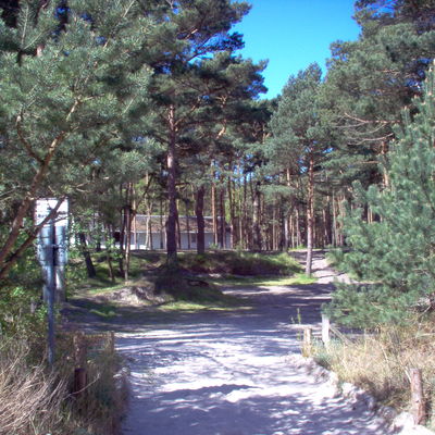 Wald beim Zeltplatz Karlshagen