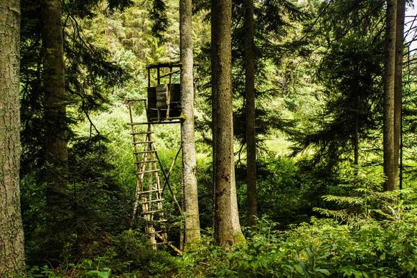 J�ger-Hochsitz im Nadelwald
