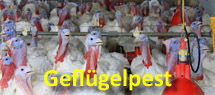 Gefl&uuml;gelpest