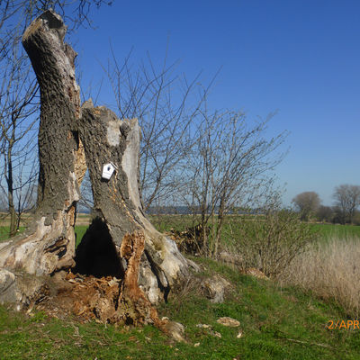Natur am Peenestrom