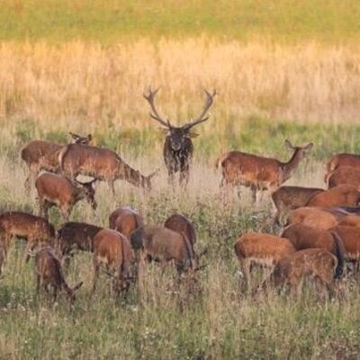 Auswertung des Jagdjahres 2025/2026 - Daten und Entwicklungen zum Thema Jagd