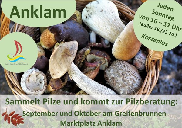 Pilzsprechstunde im September und Oktober auf dem Marktplatz in Anklam