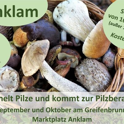 Pilzsprechstunde im September und Oktober auf dem Marktplatz in Anklam