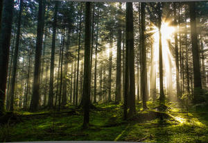 Morgensonne mit Herbstnebel