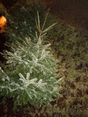 Weihnachtsbaumentsorgung