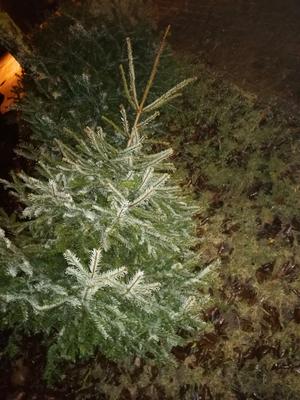 Weihnachtsbäume entsorgen: Abholung im Landkreis beginnt am 9. Januar