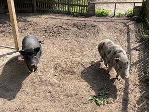die Schweine Erna und Emma