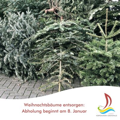 Weihnachtsb&auml;ume entsorgen: Abholung beginnt am 8. Januar