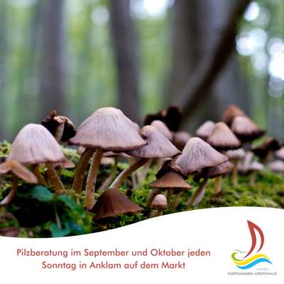 Pilzberatung im September und Oktober jeden Sonntag in Anklam auf dem Markt