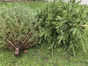 Am 6. Januar beginnt die Weihnachtsbaumentsorgung im Landkreis