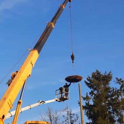 Blick auf den Storchenhorst in G&ouml;rke. Natursch&uuml;tzer Sven Peck hat die UNB bei der Sanierung von sechs Storchenhorsten unterst&uuml;tzt.