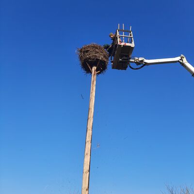 Blick auf den Storchenhorst in Zirchow. Natursch&uuml;tzer Sven Peck hat die UNB bei der Sanierung von sechs Storchenhorsten unterst&uuml;tzt.