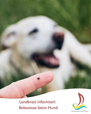 Landkreis informiert Babesiose beim Hund
